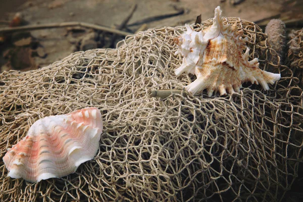Beautiful shells lie on the skein of a fishing net on the shore — Stock Photo, Image