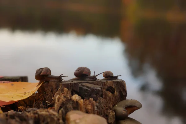 Tres caracoles se arrastran uno tras otro a lo largo del muñón en la orilla del lago, otoño — Foto de Stock