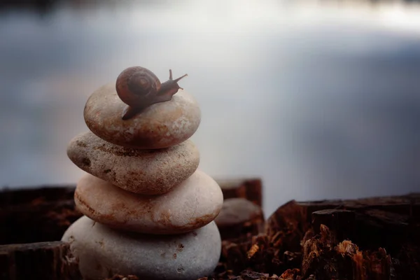 The snail crawls along the stones stacked in the pyramid on the lake shore, autumn — Stock Photo, Image