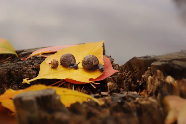 Drei Schnecken kriechen nacheinander am abgefallenen gelben Blatt am Ufer des Sees entlang, Herbst — Stockfoto