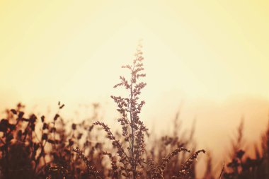 Sisli bir alan üzerinde güneş tarafından aydınlatılmış pelin Şubesi