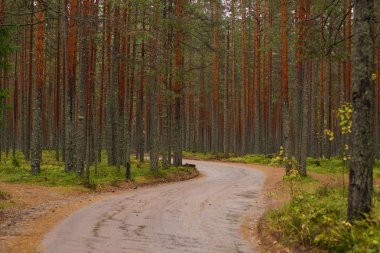 Bir çam ormanı, sonbahar mevsimi geçmiş bir toprak yol