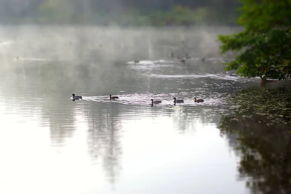 Семья уток плавает вдоль озера, покрытого туманом — стоковое фото