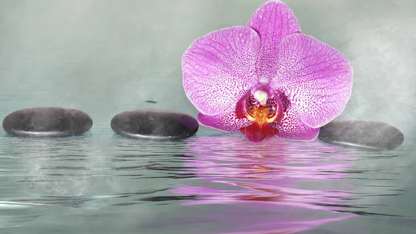 Spa stenen en orchidee in water met mist — Stockfoto