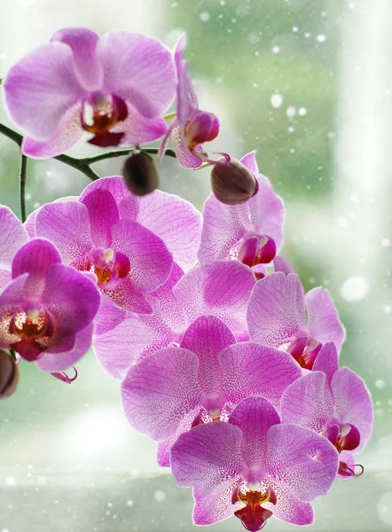 Orquídea lilás na janela com neve, um monte de flores nas hastes — Fotografia de Stock