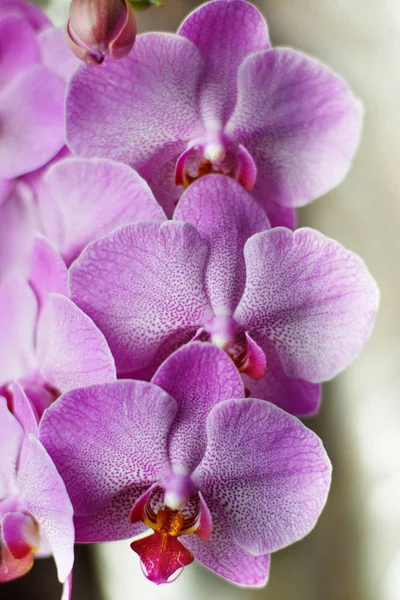 Grandes flores de uma orquídea rosa em um fundo branco — Fotografia de Stock