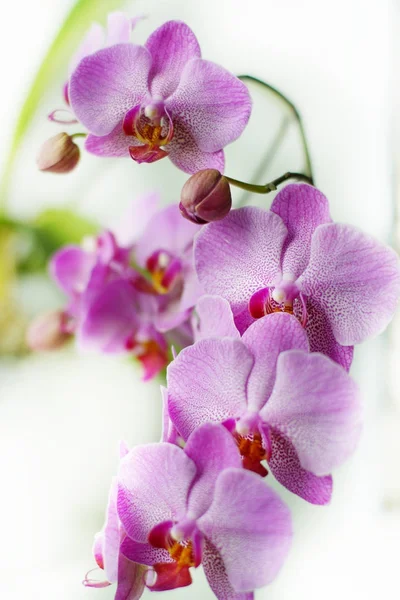 Ovanifrån en rosa orkidéer på fönsterblecket vit — Stockfoto