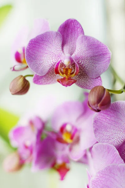 Várias flores e botões de uma orquídea rosa em um fundo branco — Fotografia de Stock