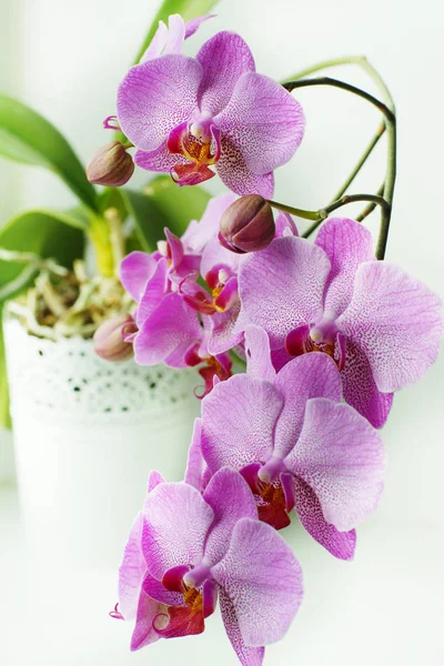 Många blommor och knoppar en rosa orkidéer i en vit blomkruka — Stockfoto