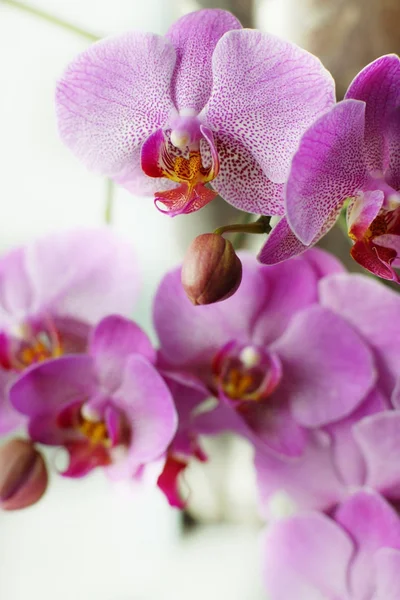 Vackra blommor i en rosa orkidé i ett fönster — Stockfoto