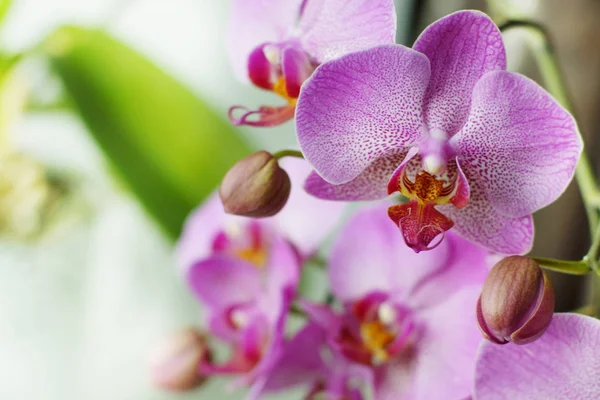 Lindas flores e botões de uma orquídea rosa em um peitoril da janela — Fotografia de Stock