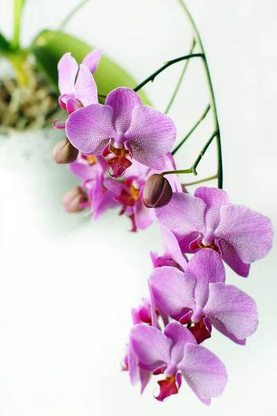 Lindas flores de uma orquídea rosa em um vaso branco em um peitoril da janela — Fotografia de Stock