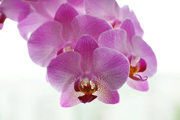 Lindas flores de uma orquídea rosa em um fundo branco — Fotografia de Stock