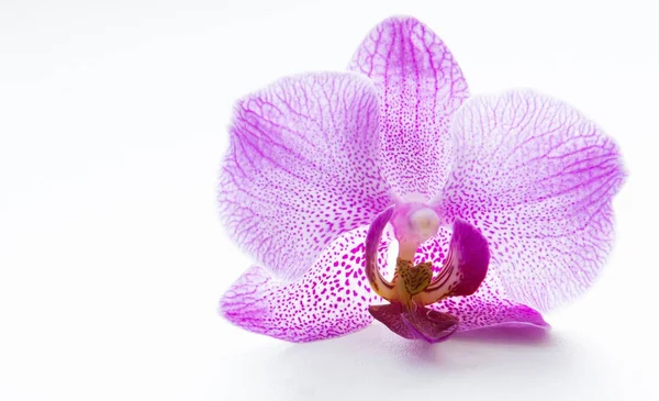 Flor de uma orquídea rosa em um fundo branco — Fotografia de Stock