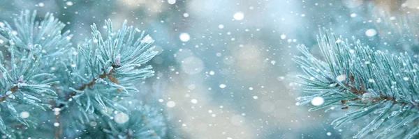 Horizontální Vánoční pozadí s borových větvích a sníh — Stock fotografie