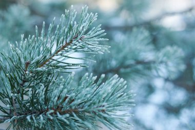 Çamın dalları ile erken kış hoarfrost ile kaplı iğneler