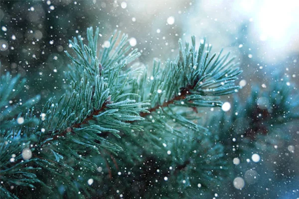 Spruce branches covered with hoarfrost during a snowfall, macro — Stock Photo, Image