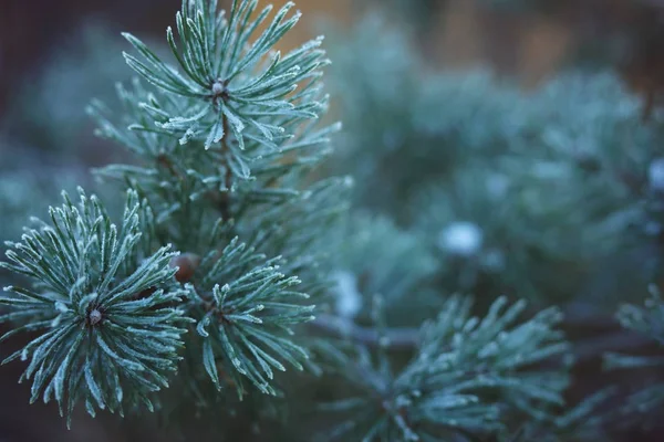 Gałęzie sosnowe pokryte szronu, na początku zimy — Zdjęcie stockowe