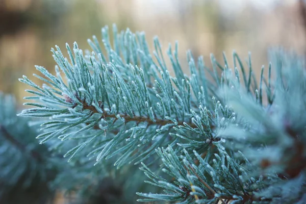 Mrożone i pokryte szronu sosnowych gałęzi — Zdjęcie stockowe