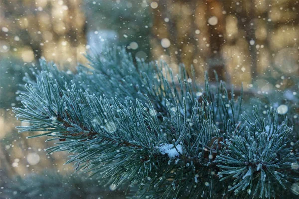냉동 고로 덮여 흰 소나무 잔 가지 서리가 내린 눈이 아침 — 스톡 사진
