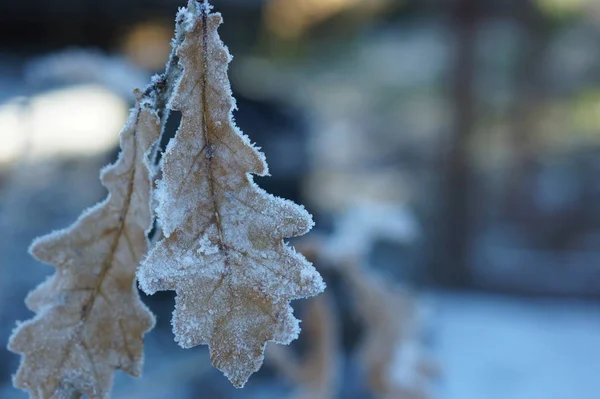 Kış başında hoarfrost ile kapalı sarı meşe yaprakları — Stok fotoğraf