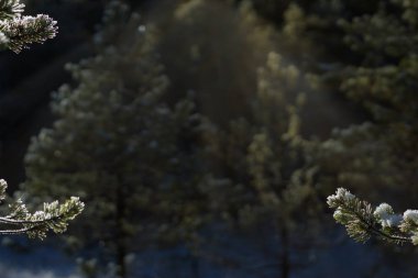 Bir Noel ağacı ve köknar ağacı dalları kenarları ile arka plan güneşli bir orman