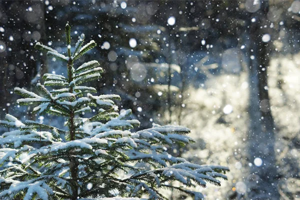 Küçük bir Noel ağacı ormanda kış aylarında karla kaplı — Stok fotoğraf