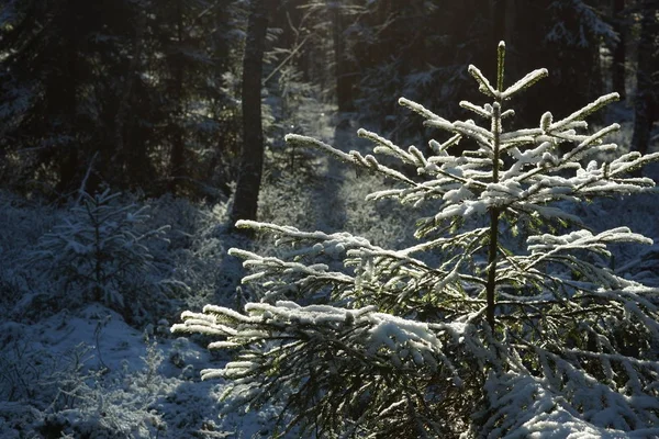 Ormandaki bir kış güneşli kar Noel ağacı dalları kapsar ve güneş tarafından aydınlatılmış — Stok fotoğraf