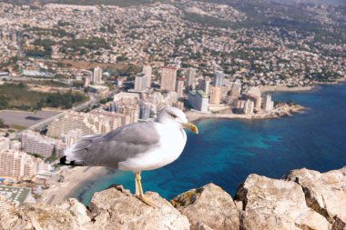 Zemin şehir ve deniz kıyısı karşı Dağı buzlu deniz martı oturur.