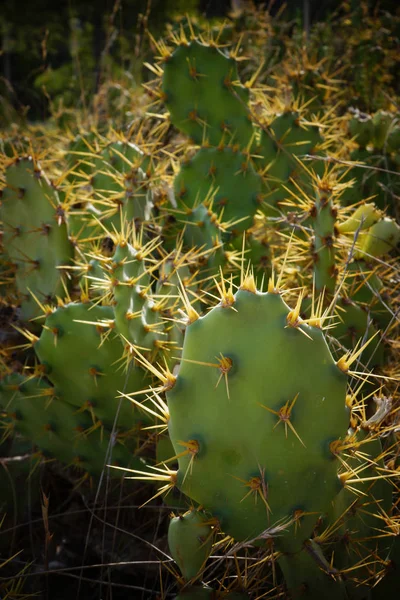 Cactus verde con agujas amarillas, resaltado por el sol . —  Fotos de Stock