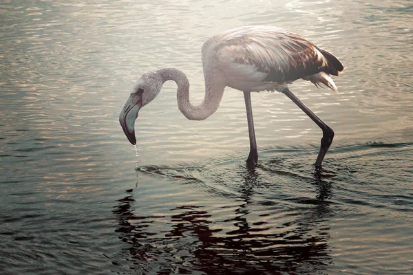 A young flamingo raised his head from the water — Stock Photo, Image