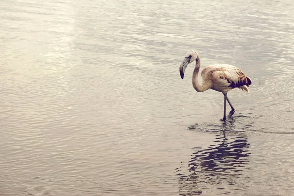 Το νεαρό flamingo πηγαίνει γόνατο-βαθιά στο νερό, αντίγραφο χώρου για το κείμενό σας στα αριστερά — Φωτογραφία Αρχείου