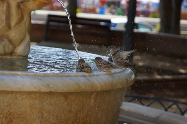 Una bandada de gorriones se baña en una fuente en el parque — Foto de Stock