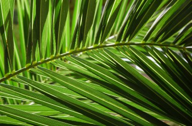 Palmiye ağacı, arka plan veya doku yaprak yeşil
