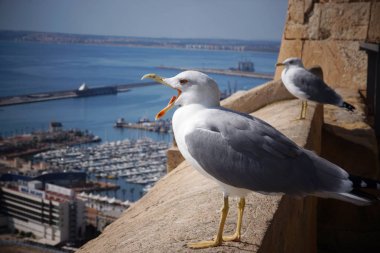 Martı çığlıkları kalenin kenarına deniz town yakınındaki.