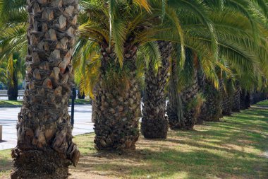 Yol boyunca bir çimenlikte ağaçlar - tarihi palms bir dizi dikildi