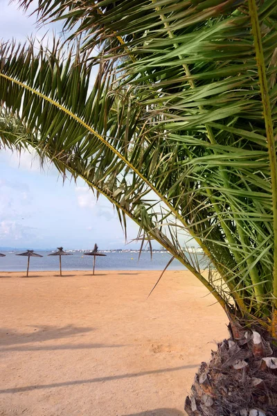 Guarda-chuvas de praia à beira-mar são vistos atrás da palmeira — Fotografia de Stock