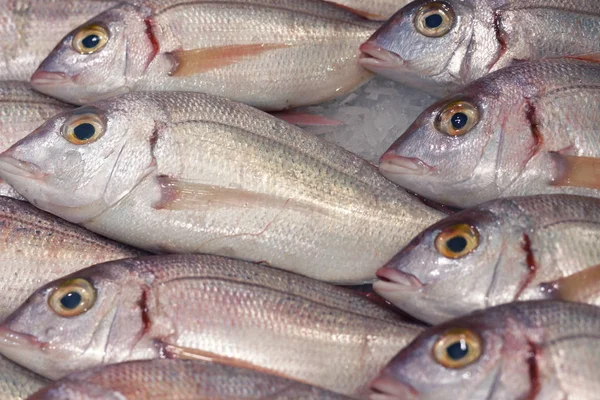 Fresh fish lie in even rows on the counter with ice — Stock Photo, Image