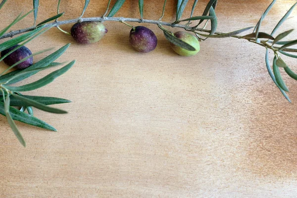 Ramo de azeitona em uma mesa de madeira, espaço de cópia da sua receita — Fotografia de Stock