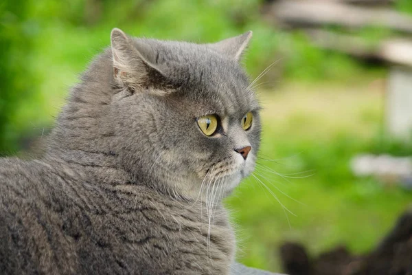 Szürke macska brit fajta a kertben kívül — Stock Fotó