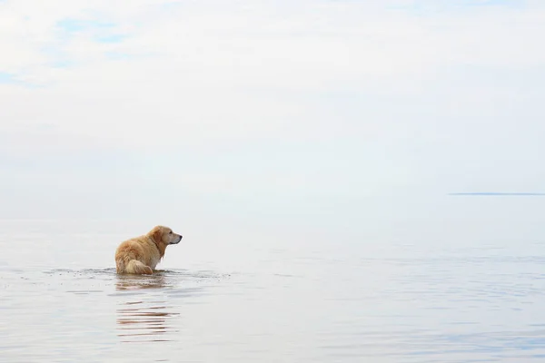 Een hondenras een gouden retriever staande in het water op een witte achtergrond, kopie ruimte voor uw tekst — Stockfoto