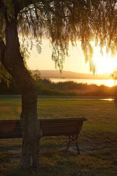 Leere Bank unter einem Baum mit Blick auf den See und Sonnenuntergang — Stockfoto