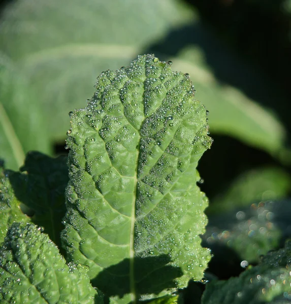 Green leaf of cabbage kale, covered with drops of morning dew — Stock Photo, Image