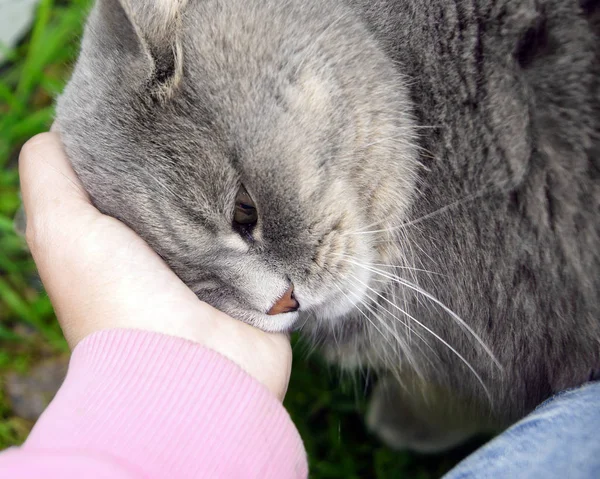 Die graue Katze lehnt sich an die Hand, will Zuneigung, die Hand streichelt die Katze — Stockfoto