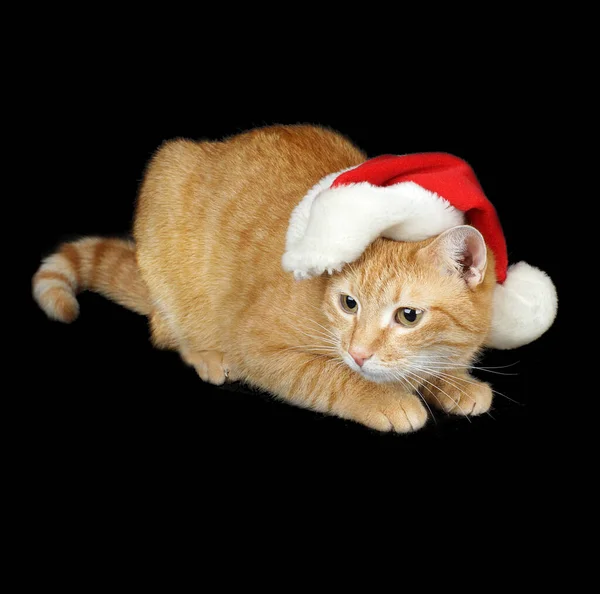 サンタの帽子の赤い猫は黒い背景、新年カード、クリスマス気分にあります — ストック写真