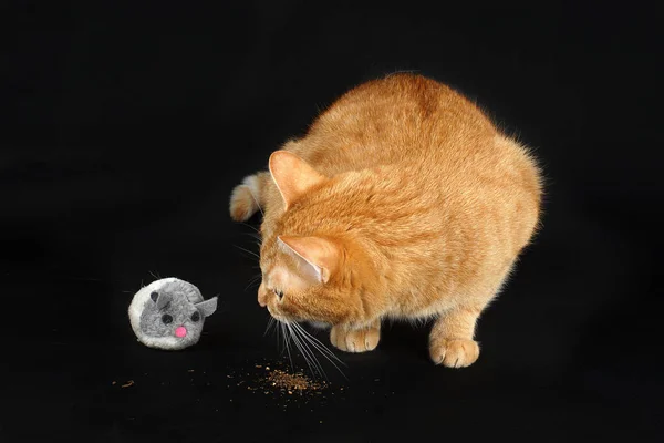 Red cat eats valerian and turns on a toy mouse — ストック写真