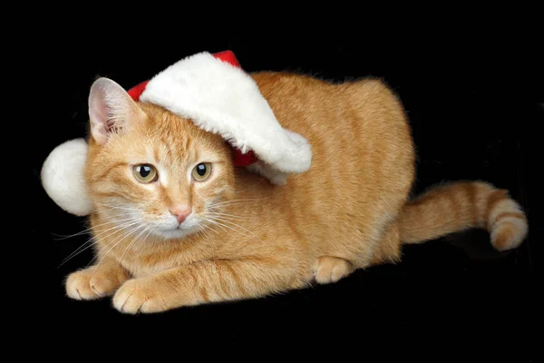 Rode kat in een kerstmuts ligt op een zwarte achtergrond, Kerstmis en Nieuwjaar kaart — Stockfoto