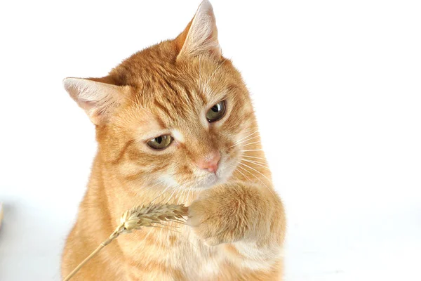 O gato fofo está brincando com uma bola de fios rosa. curioso gatinho  deitado em cima