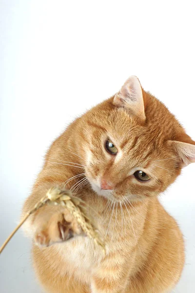 Rote Katze wird mit einem Halm Weizen auf weißem Hintergrund gespielt — Stockfoto