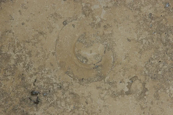 Marbre Jura Gelb Brun Avec Motif Animaux Anciens Congelés — Photo